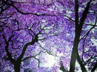 Jacarandas By The River - Acrylic On Gallery Canvas Paintings - By Marie-Line Vasseur, Pointillism Painting Artist