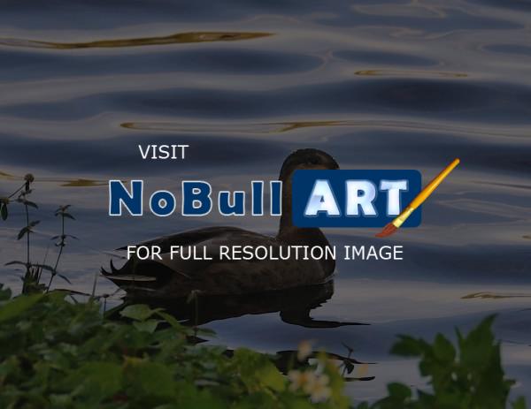Florida Birds - Duck - Nikon D300S