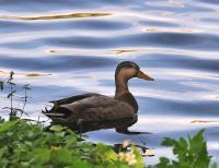 Florida Birds - Duck - Nikon D300S