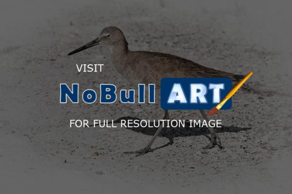 Florida Birds - Sandpiper - Digital